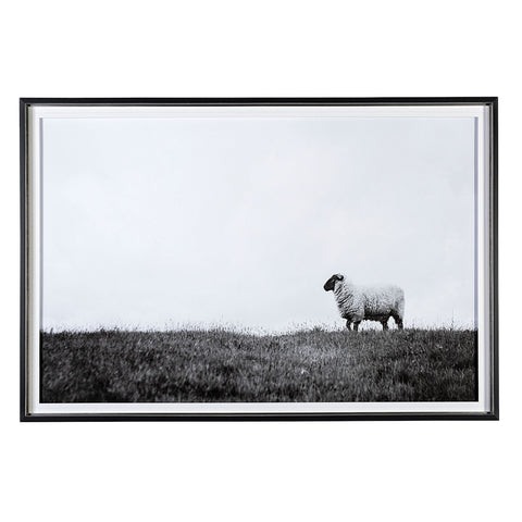 Framed Art - Lone Sheep