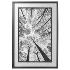 Framed Art - Upward