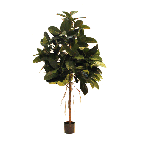 6' Rubber Tree